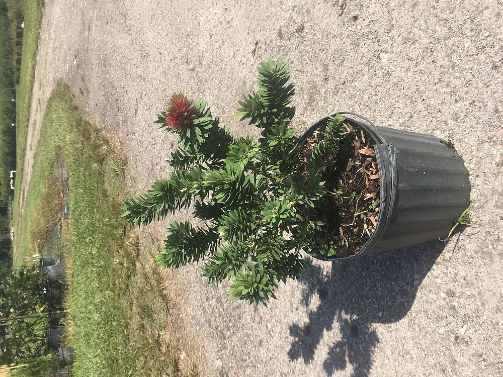 callistemon-viminalis-lj1-weeping-bottlebrush-better-john