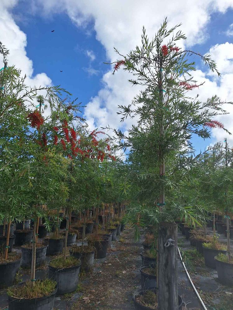 callistemon-viminalis-red-cascade-weeping-bottlebrush