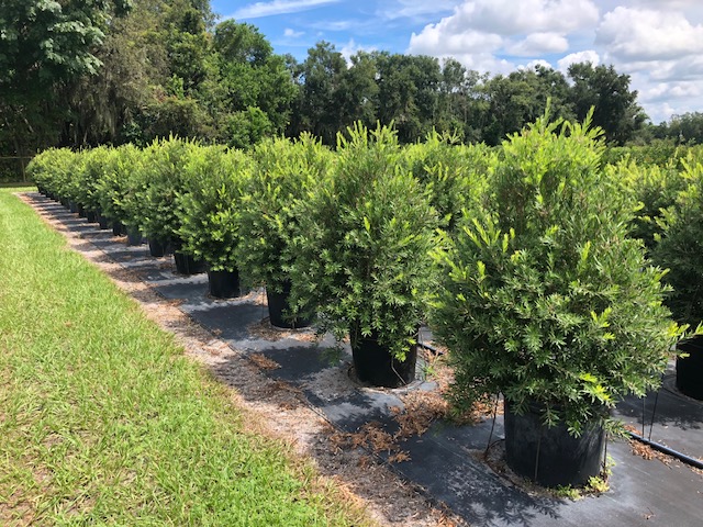 callistemon-viminalis-slim-weeping-bottlebrush