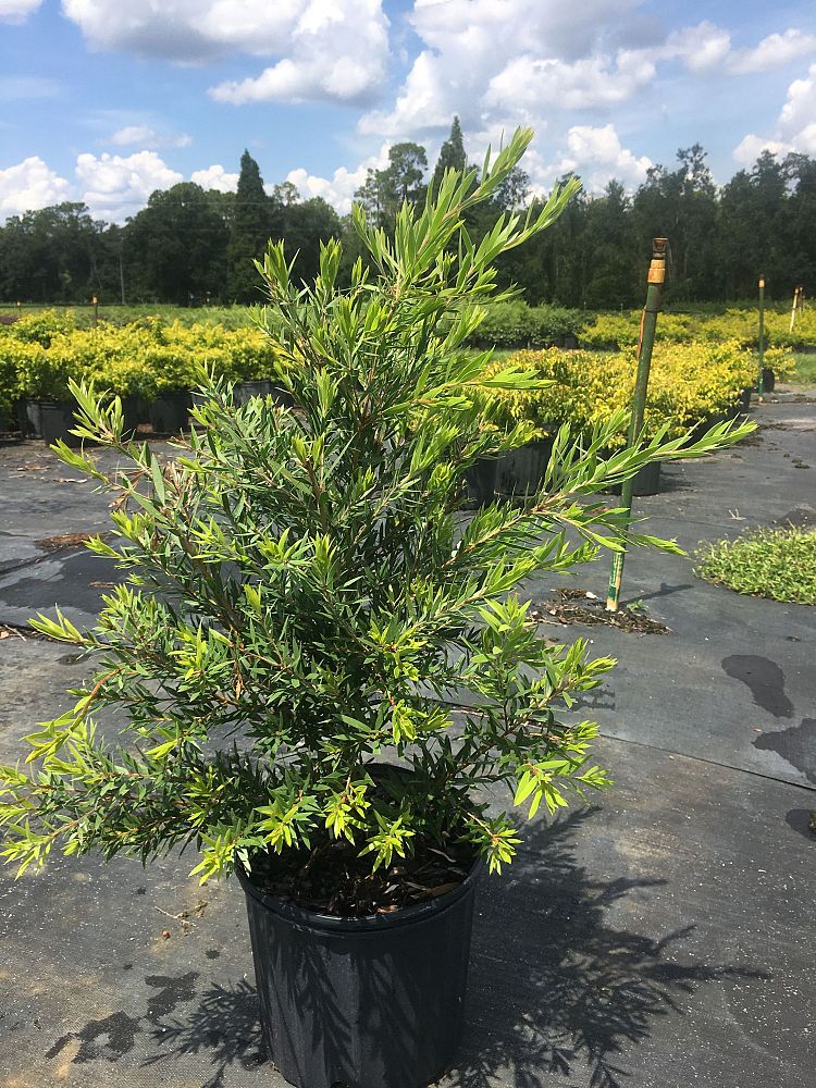 callistemon-viminalis-slim-weeping-bottlebrush