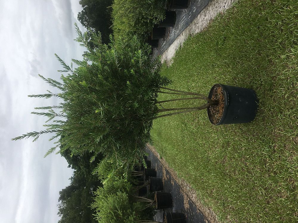 callistemon-viminalis-slim-weeping-bottlebrush
