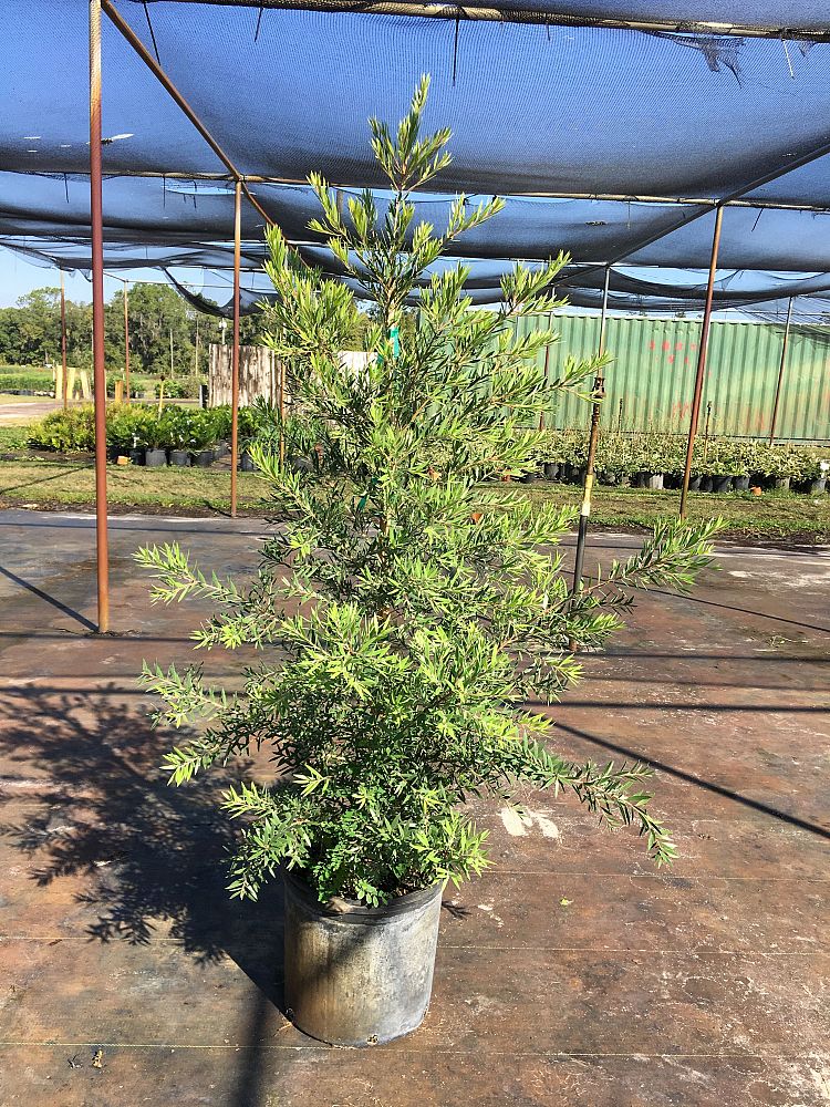 callistemon-viminalis-slim-weeping-bottlebrush