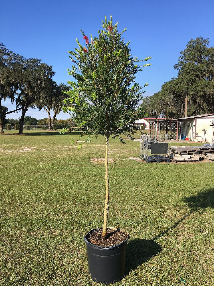 callistemon-viminalis-slim-weeping-bottlebrush