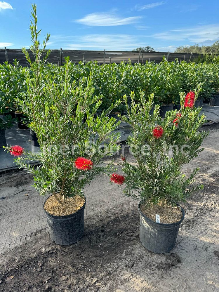 callistemon-viminalis-slim-weeping-bottlebrush