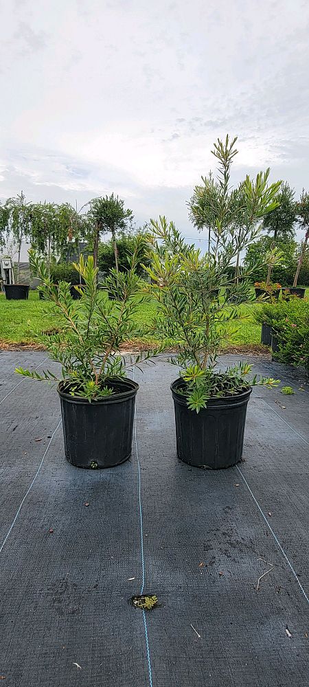 callistemon-viminalis-slim-weeping-bottlebrush