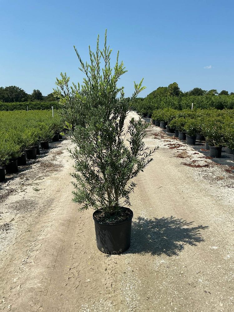 callistemon-viminalis-slim-weeping-bottlebrush