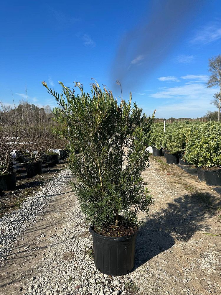 callistemon-viminalis-slim-weeping-bottlebrush