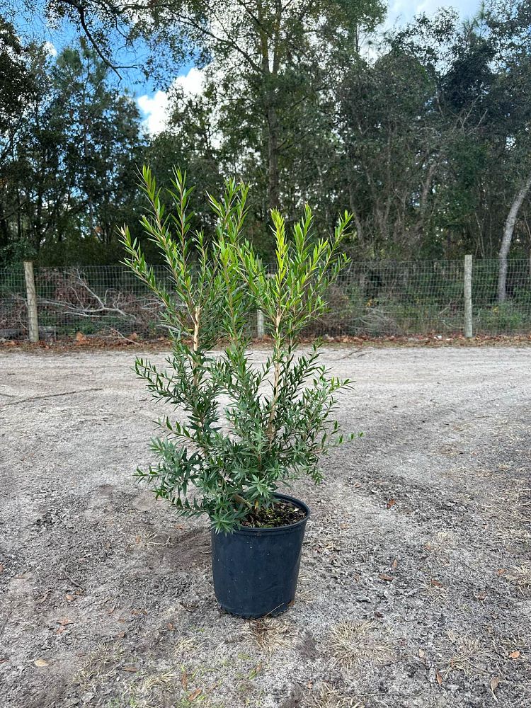 callistemon-viminalis-slim-weeping-bottlebrush