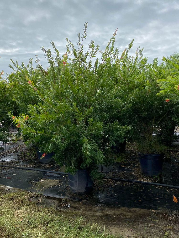 callistemon-viminalis-texas-weeping-bottlebrush