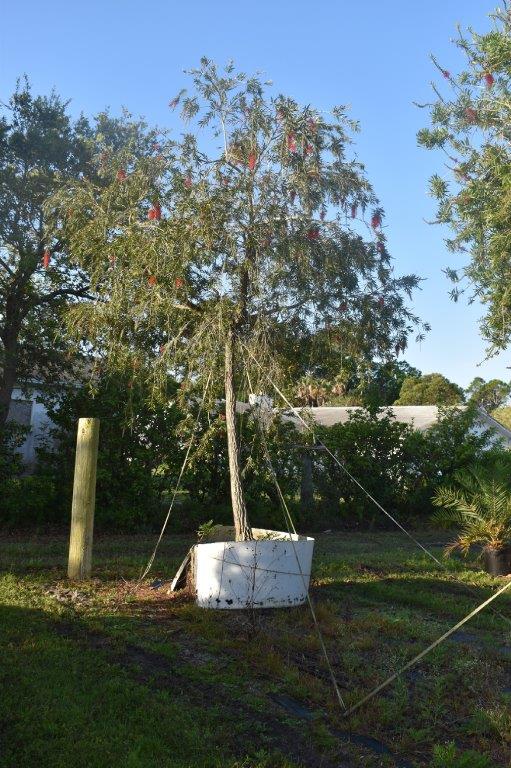 callistemon-viminalis-texas-weeping-bottlebrush