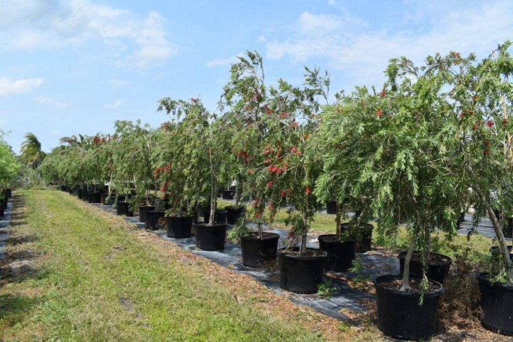 callistemon-viminalis-texas-weeping-bottlebrush