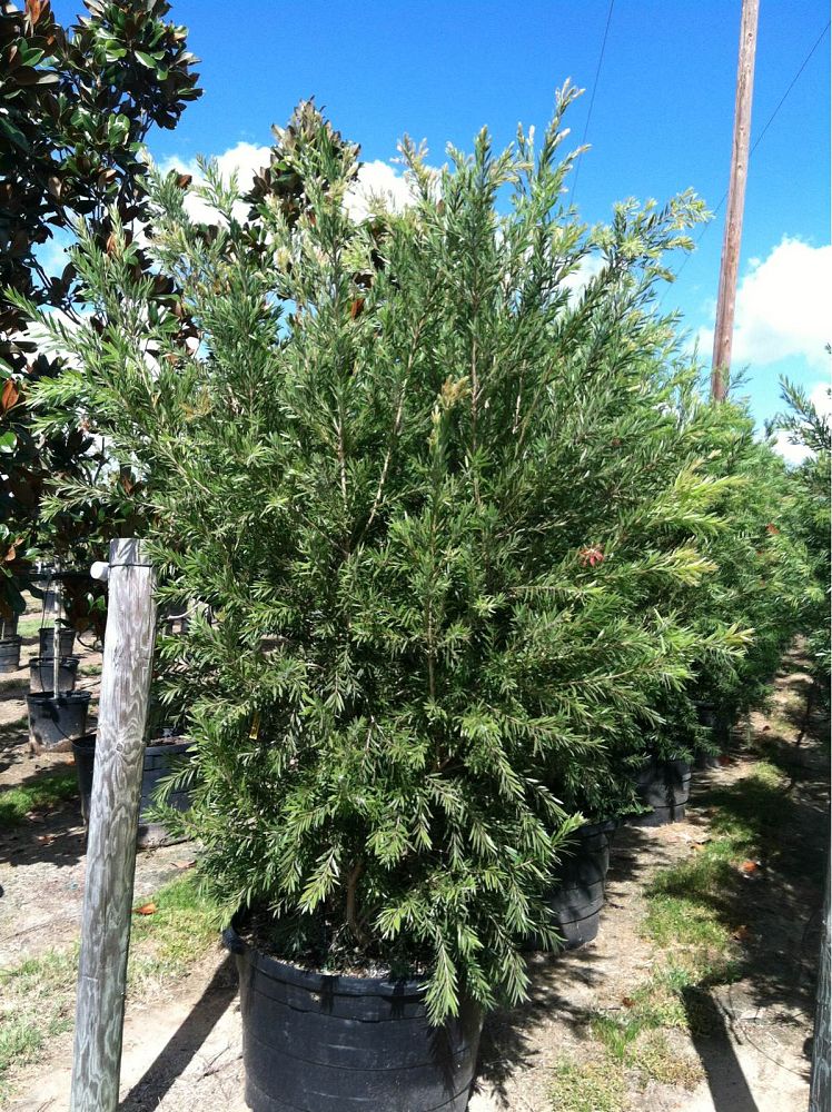 callistemon-viminalis-weeping-bottlebrush