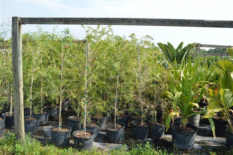 callistemon-viminalis-weeping-bottlebrush