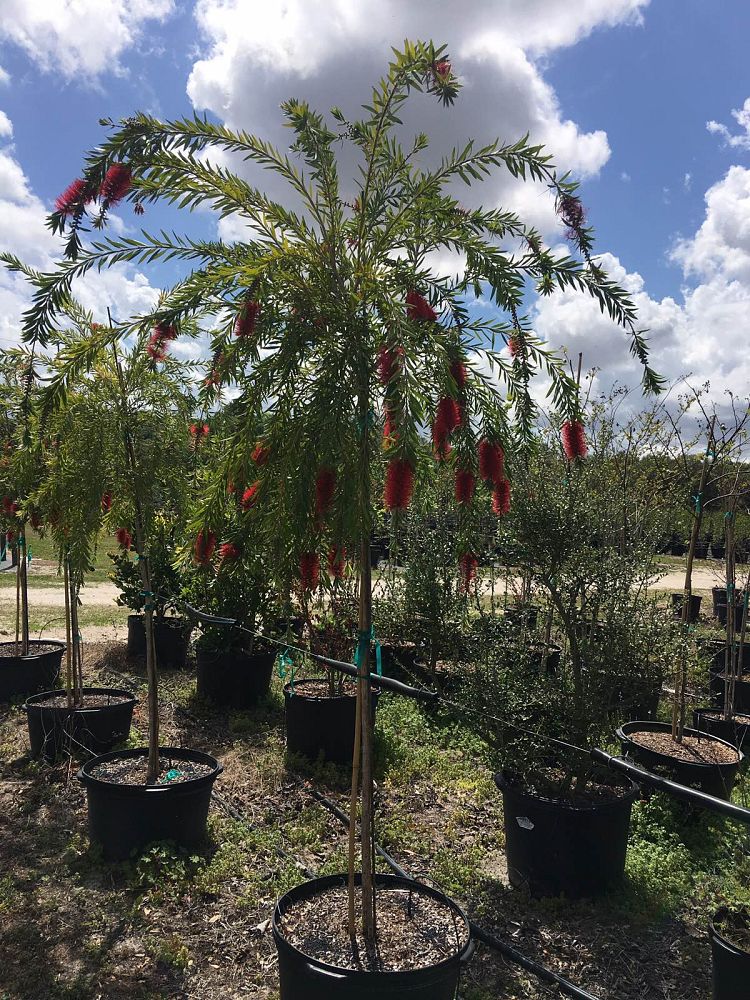 callistemon-viminalis-weeping-bottlebrush