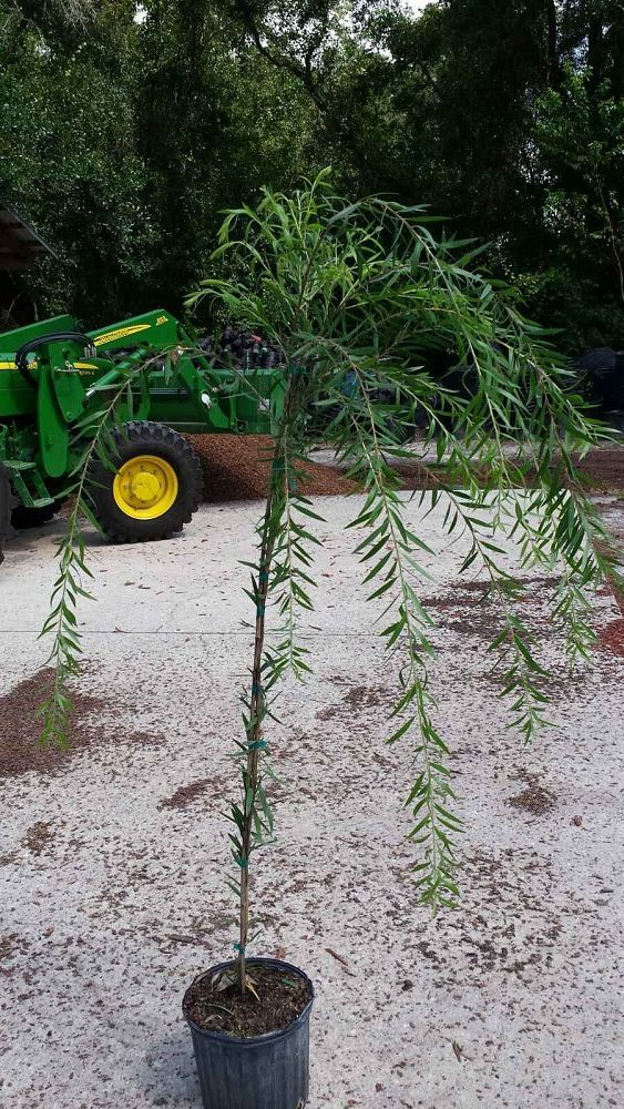 callistemon-viminalis-weeping-bottlebrush