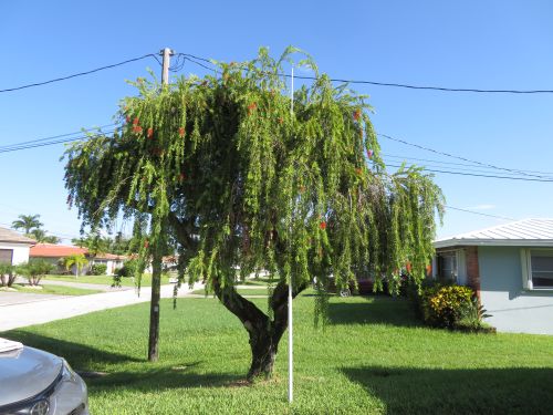 callistemon-viminalis-weeping-bottlebrush