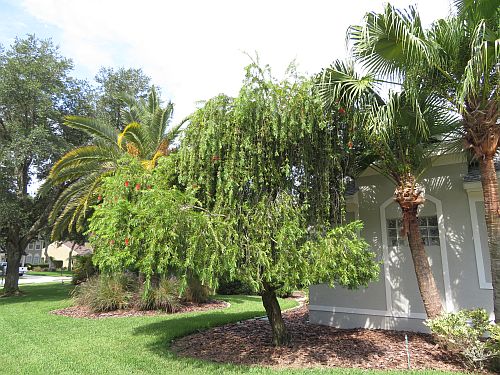 callistemon-viminalis-weeping-bottlebrush