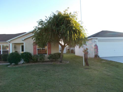 callistemon-viminalis-weeping-bottlebrush