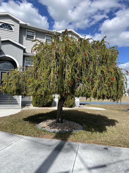 callistemon-viminalis-weeping-bottlebrush