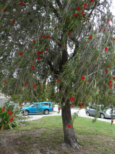 callistemon-viminalis-weeping-bottlebrush