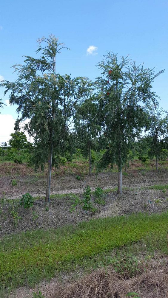 callistemon-viminalis-weeping-bottlebrush
