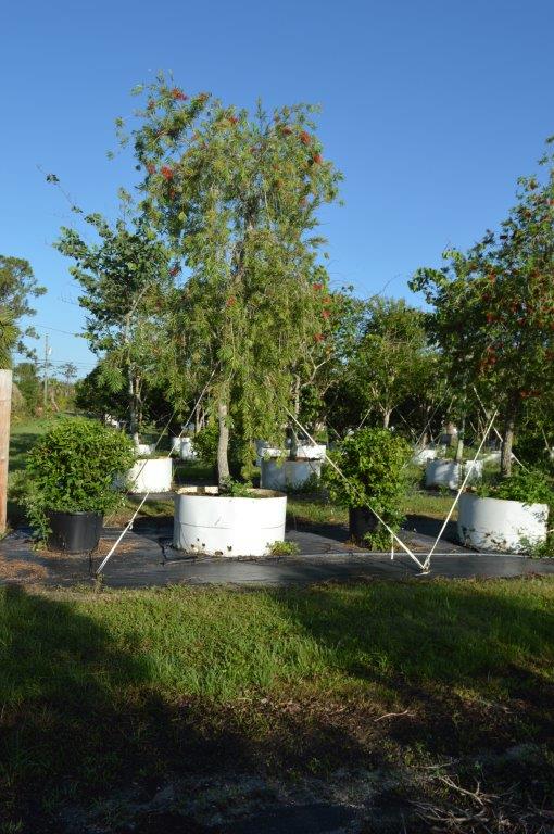callistemon-viminalis-weeping-bottlebrush
