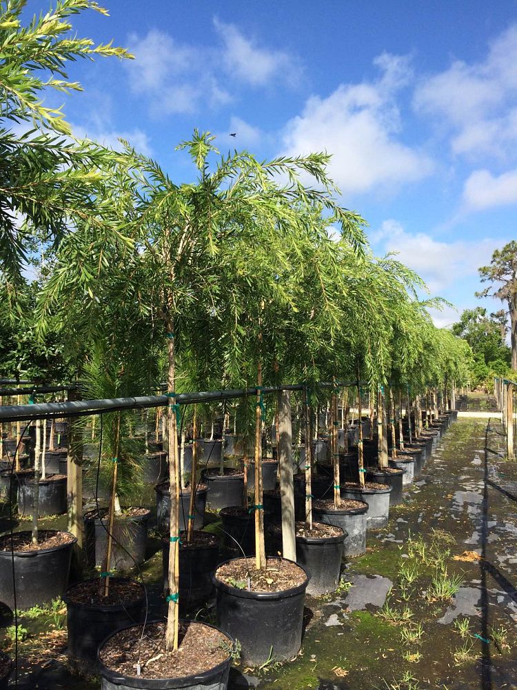 callistemon-viminalis-weeping-bottlebrush
