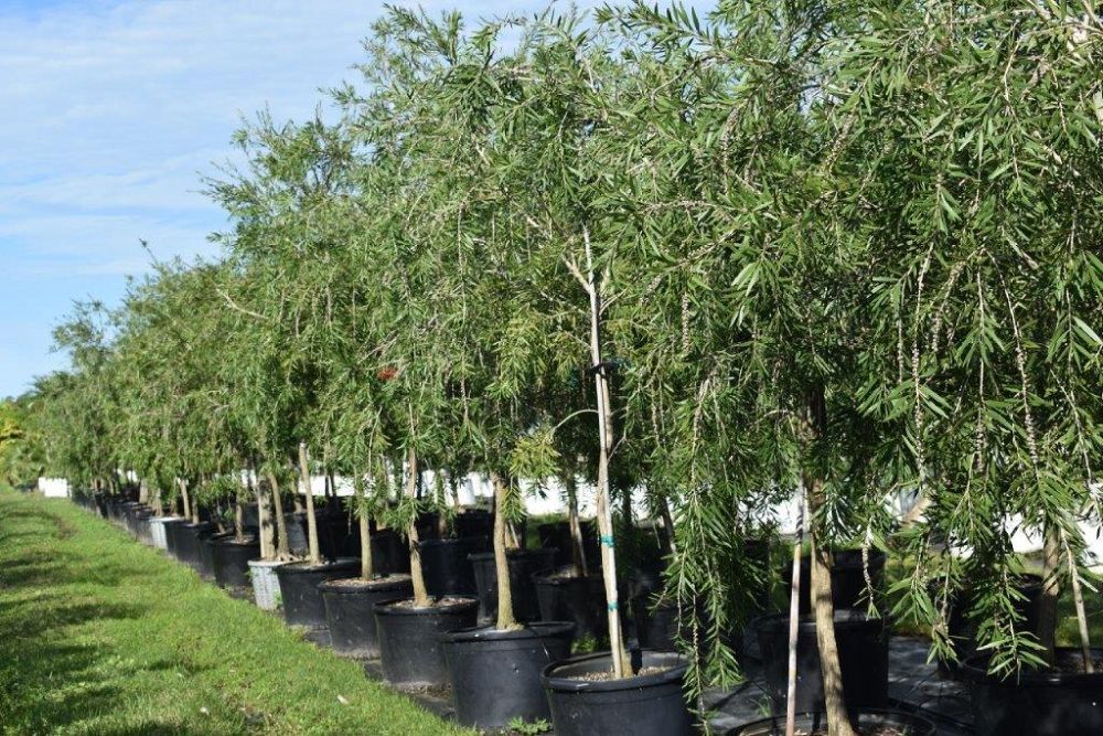 callistemon-viminalis-weeping-bottlebrush