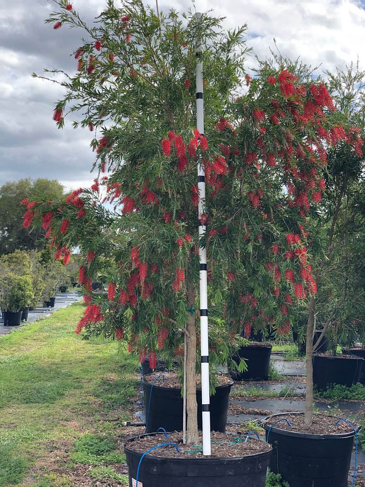 callistemon-viminalis-weeping-bottlebrush