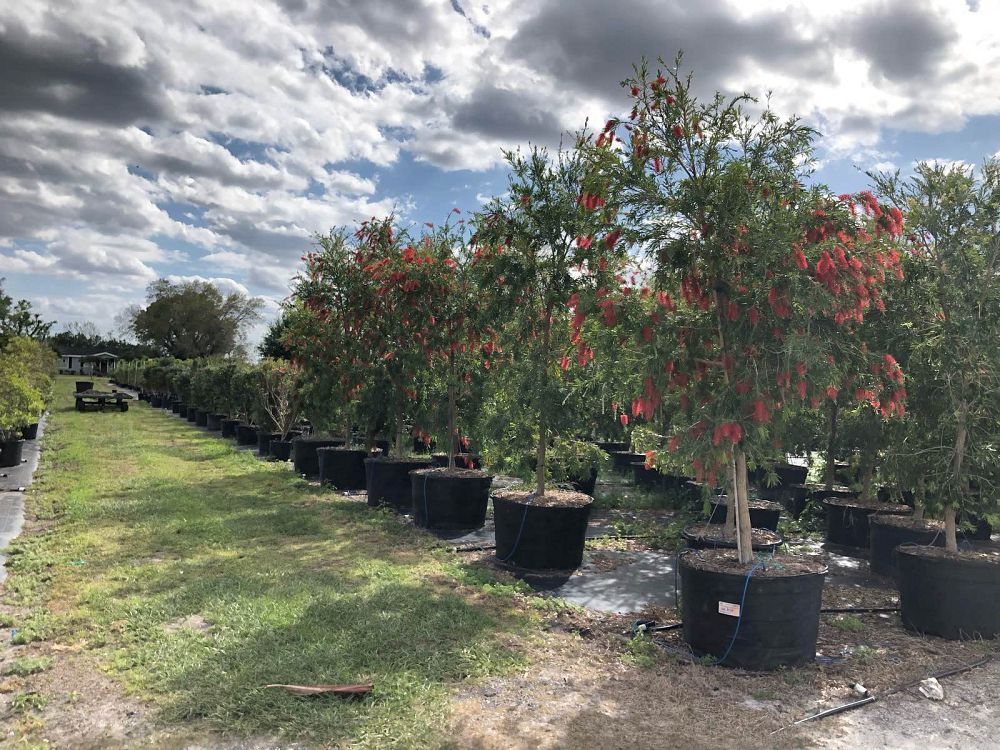 callistemon-viminalis-weeping-bottlebrush