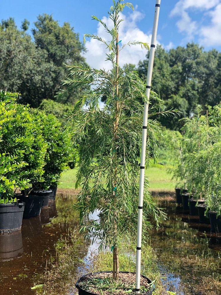 callistemon-viminalis-weeping-bottlebrush