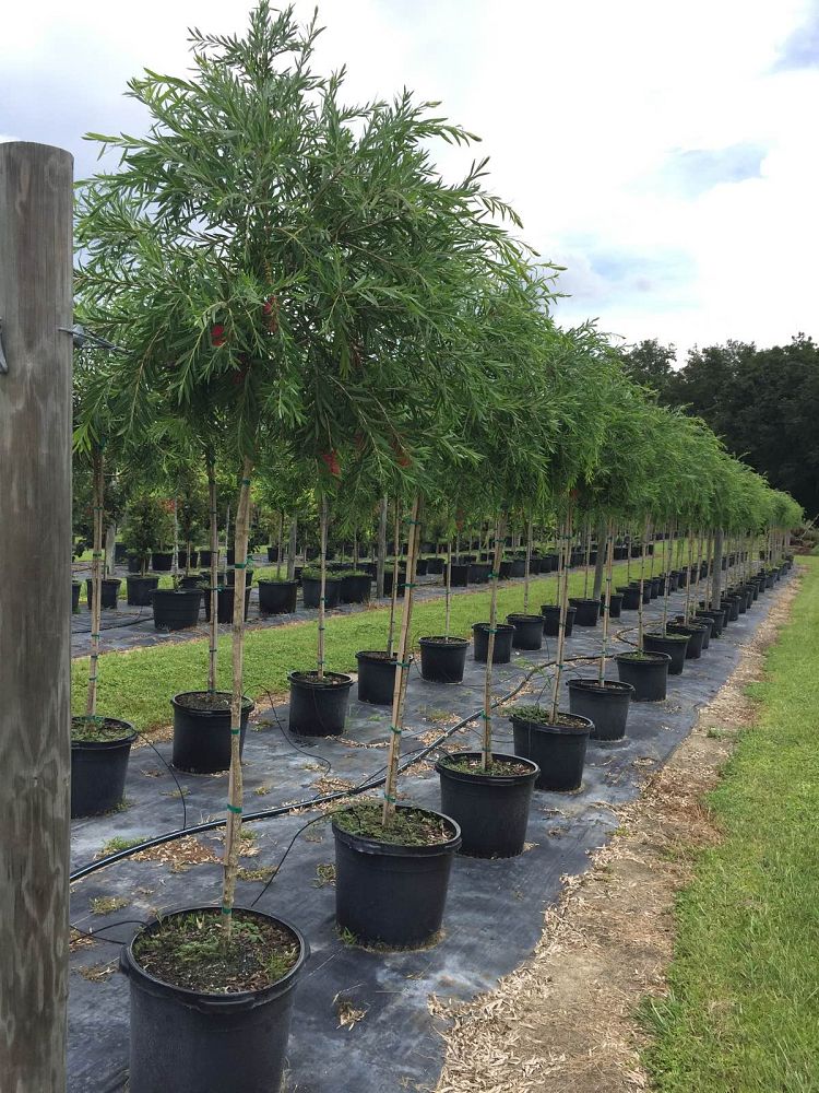 callistemon-viminalis-weeping-bottlebrush
