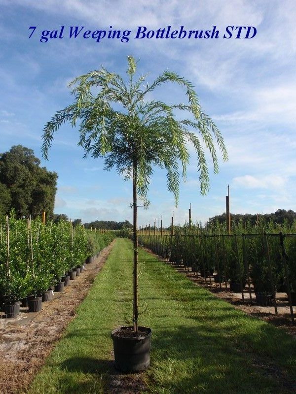 callistemon-viminalis-weeping-bottlebrush