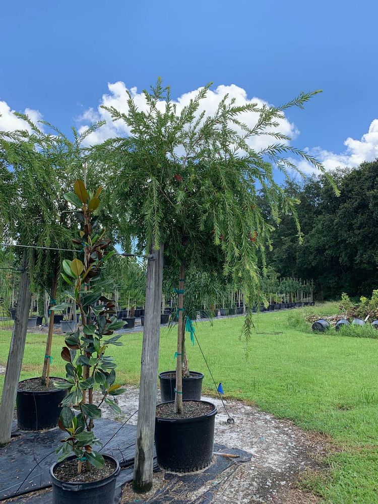 callistemon-viminalis-weeping-bottlebrush
