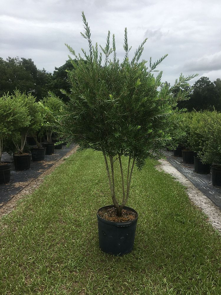 callistemon-viminalis-weeping-bottlebrush