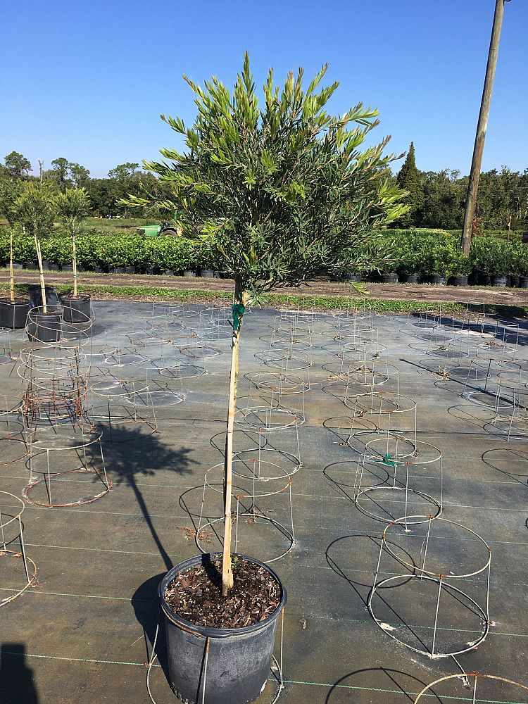 callistemon-viminalis-weeping-bottlebrush