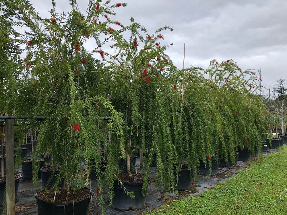 callistemon-viminalis-weeping-bottlebrush