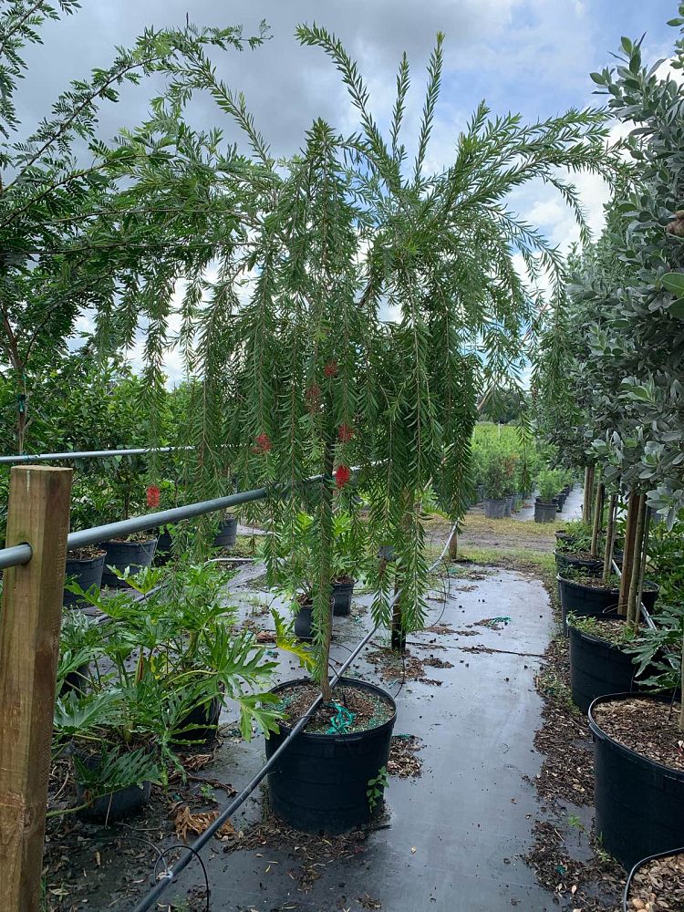 callistemon-viminalis-weeping-bottlebrush
