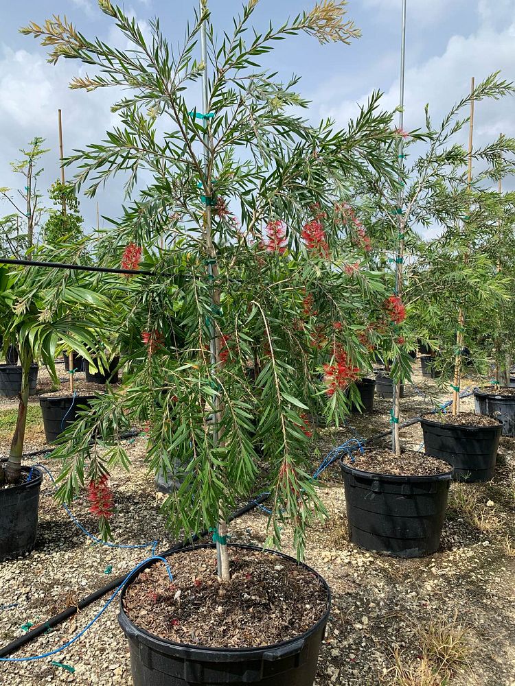 callistemon-viminalis-weeping-bottlebrush