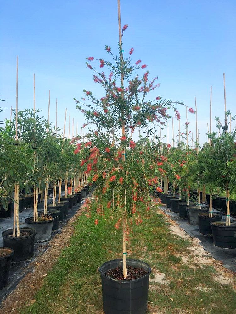 callistemon-viminalis-weeping-bottlebrush