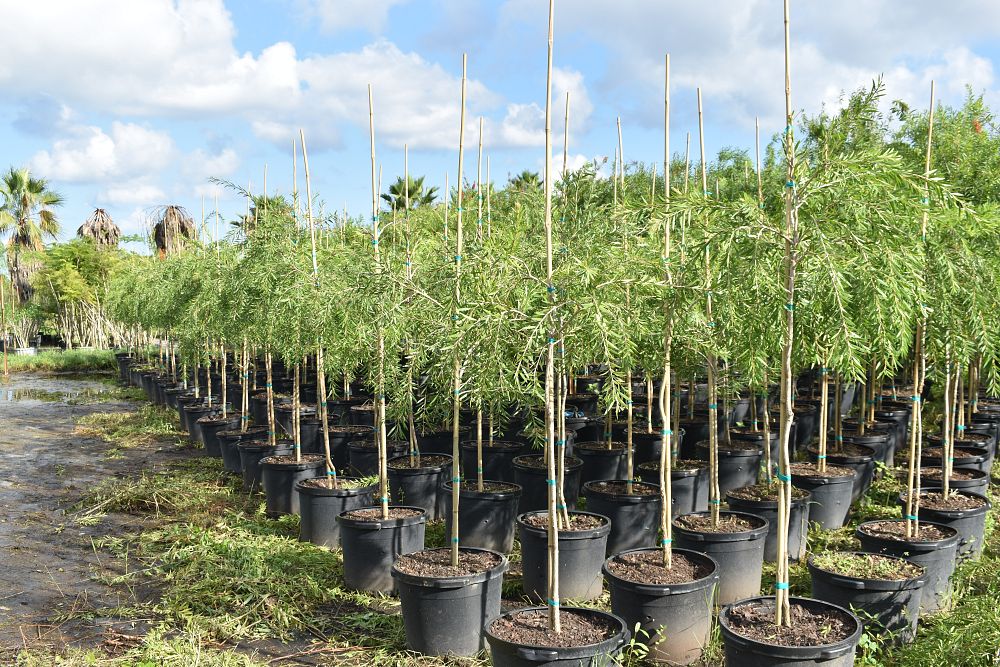 callistemon-viminalis-weeping-bottlebrush