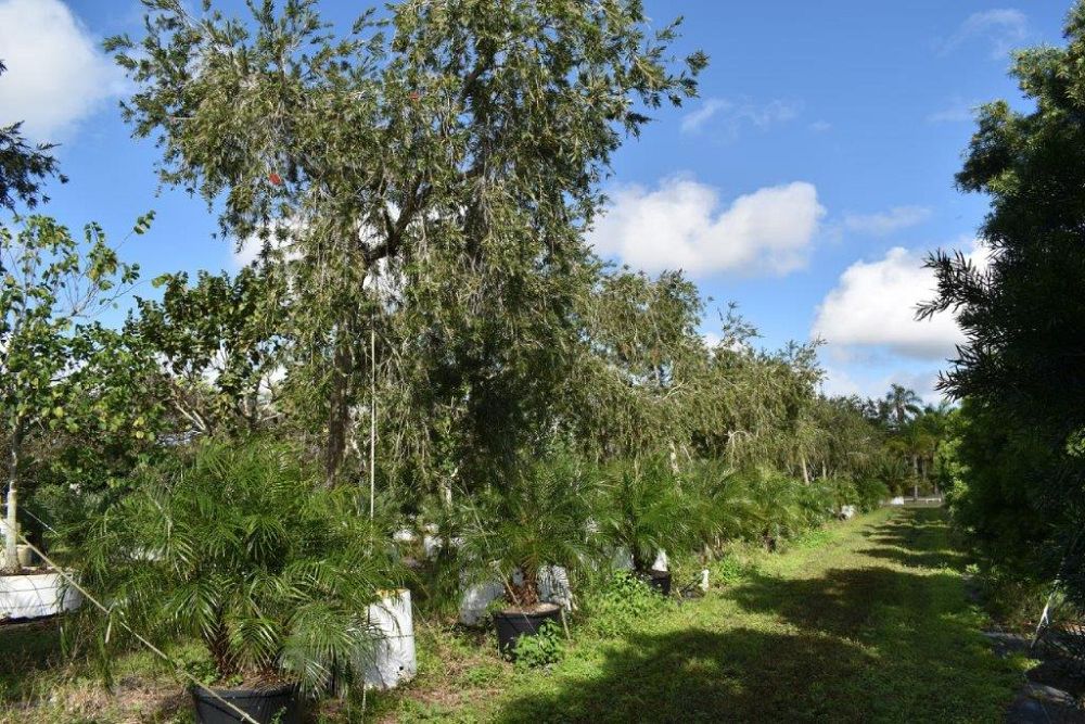 callistemon-viminalis-weeping-bottlebrush