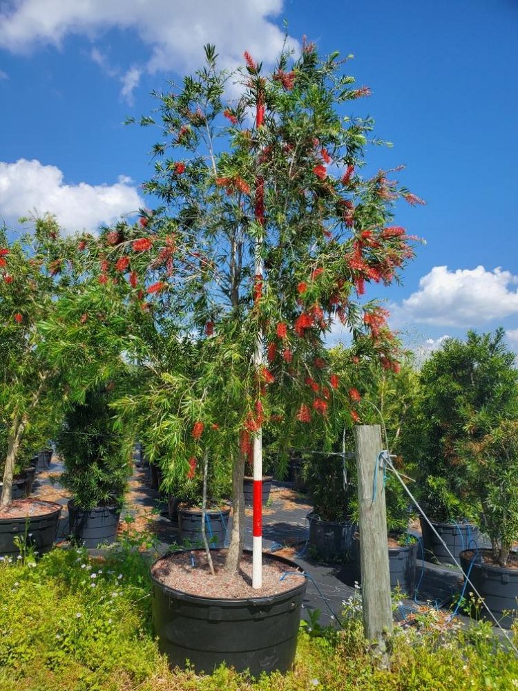 callistemon-viminalis-weeping-bottlebrush
