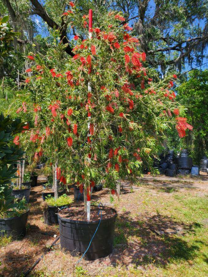 callistemon-viminalis-weeping-bottlebrush