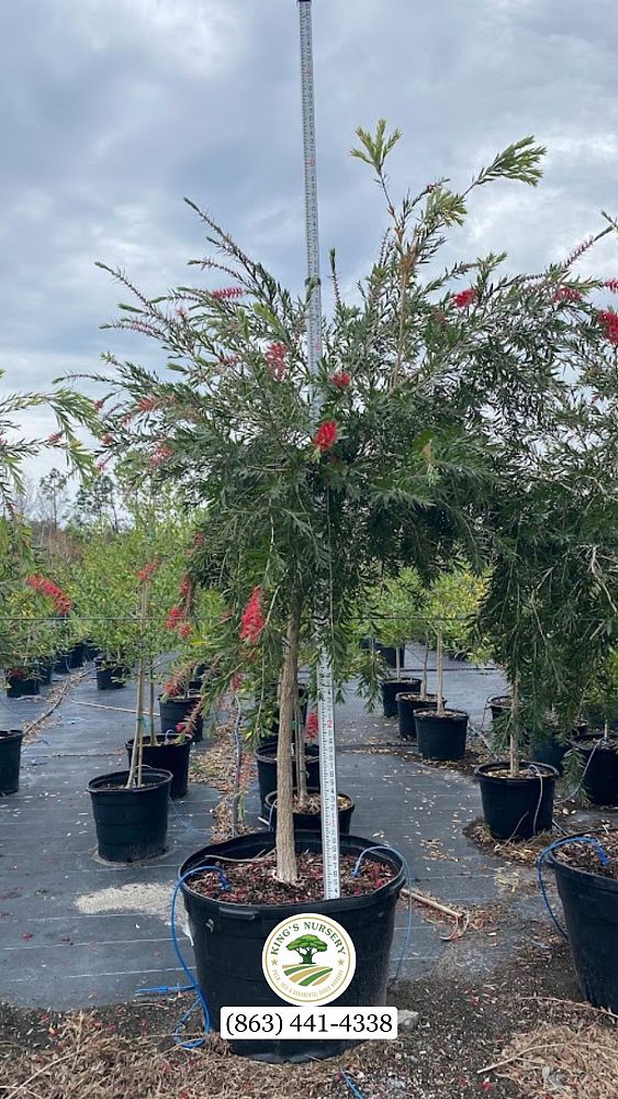 callistemon-viminalis-weeping-bottlebrush