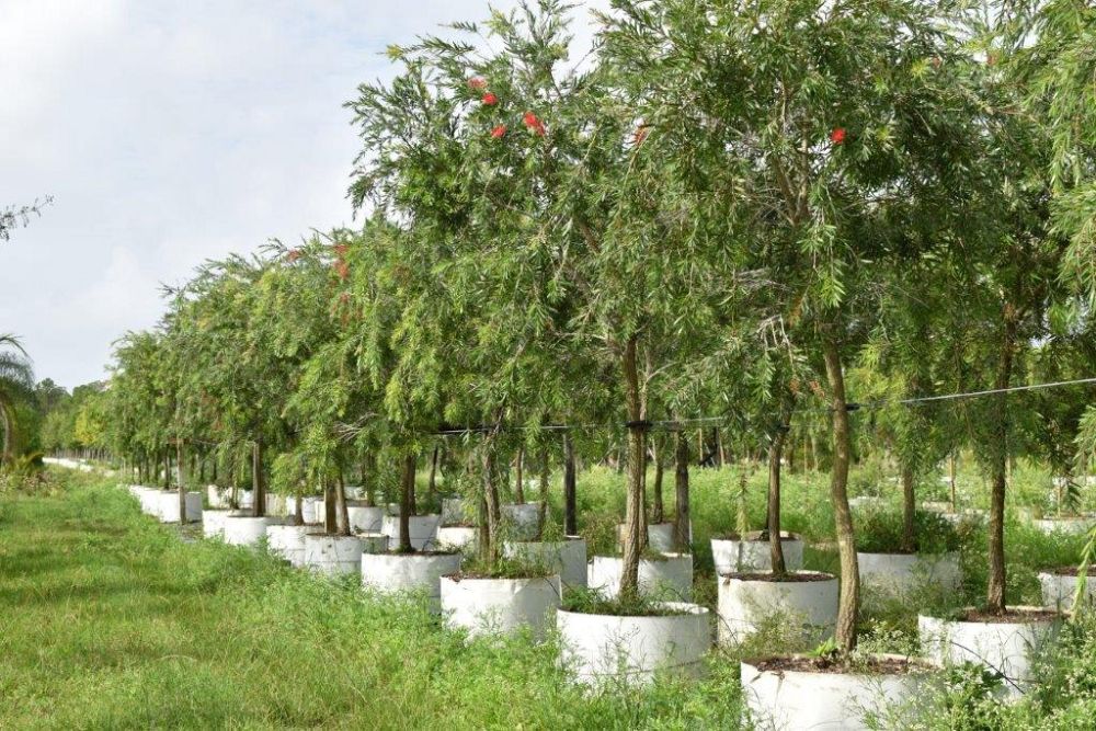 callistemon-viminalis-weeping-bottlebrush