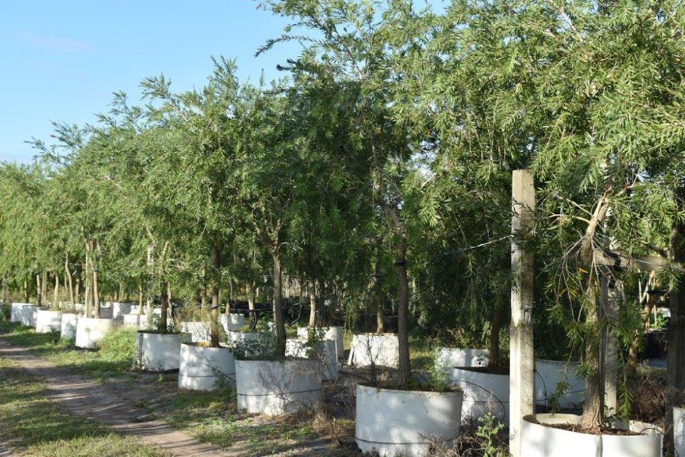 callistemon-viminalis-weeping-bottlebrush
