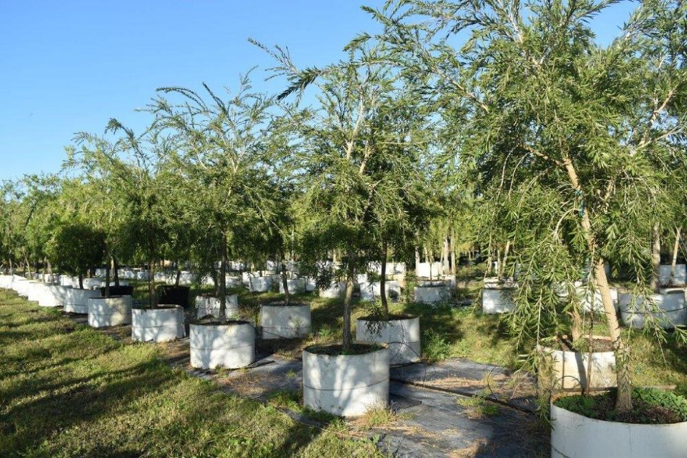 callistemon-viminalis-weeping-bottlebrush