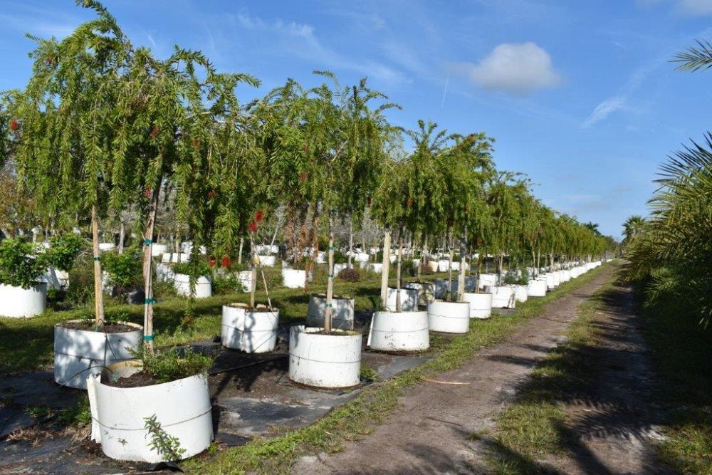 callistemon-viminalis-weeping-bottlebrush