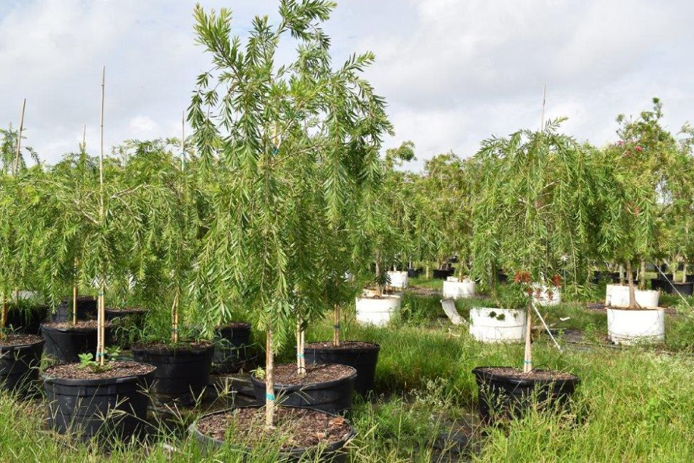 callistemon-viminalis-weeping-bottlebrush